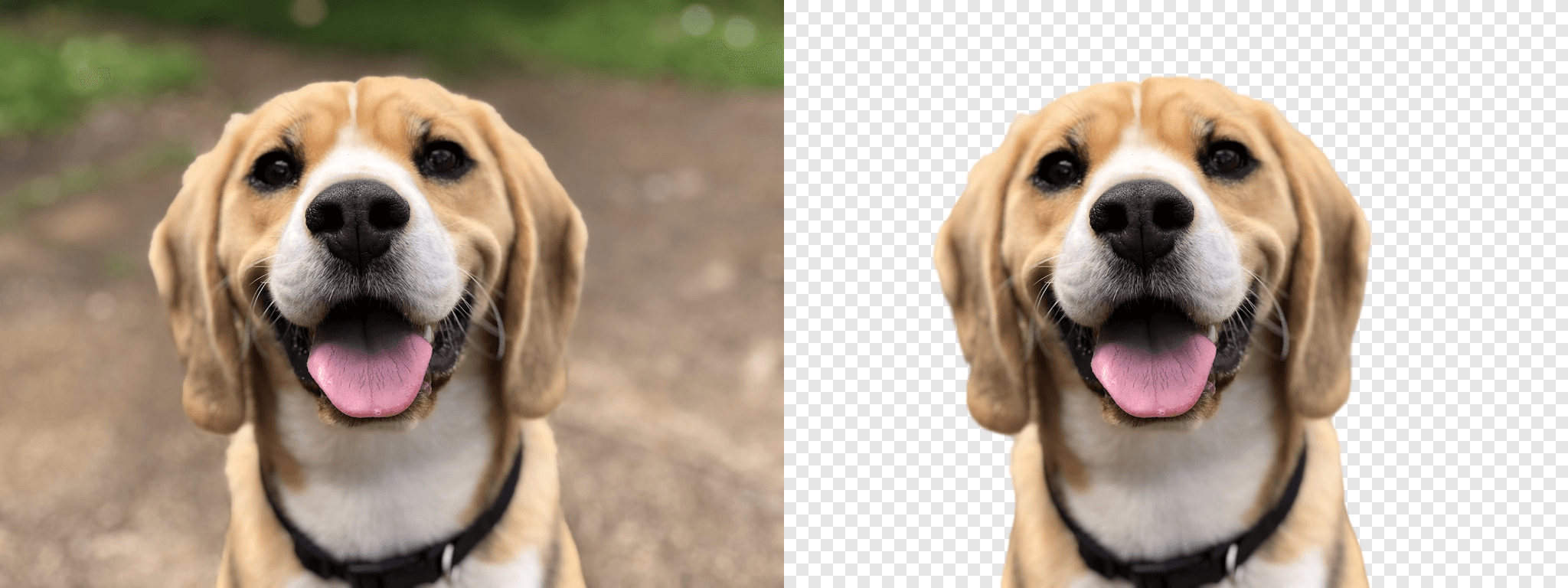 Same beagle photo before and after background removal